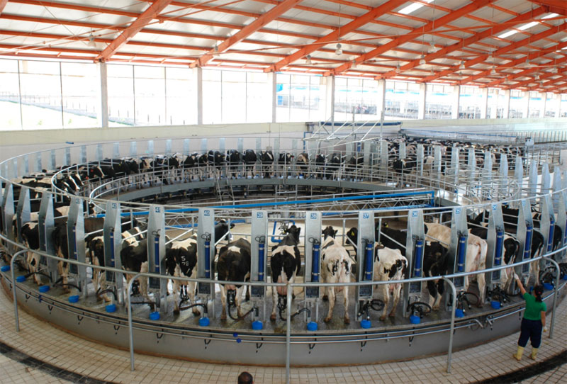 “Монмилк”-ийн “Цэвэр сүү” меламингүй гэдгийг МХЕГ баталсаар байна